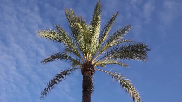 beautiful tropical view landscape with palm tree againtst blue sky
