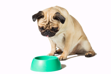 pug looking on a empty green bowl