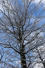 Buche im Winter in Franken