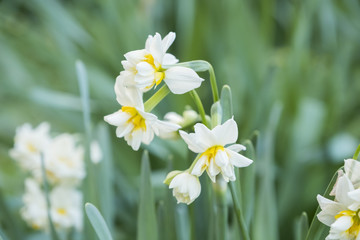 Narcissus flower. Narcissus daffodil flowers and green leaves background.