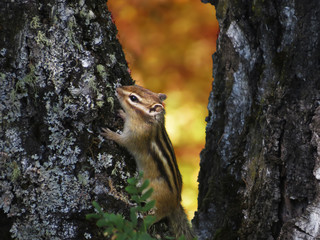 Obraz premium Chipmunk on a tree