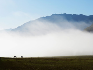 horse on a background of mountains in fog