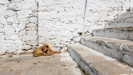 A concrete and brick wall with a stray dog lying at the foot of the stair. Outdoor sleeping dog near steps and brick wall background.
