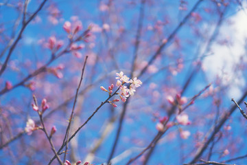 Spring Cherry blossoms, pink flowers in Thailand