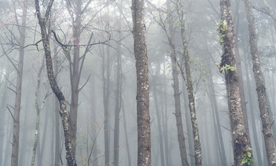 Foggy forest in tropical