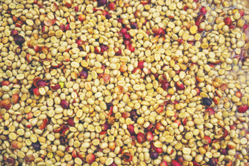 coffee beans process in Thailand