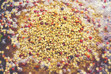 coffee beans process in Thailand