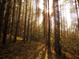 Obraz premium autumn forest in the Altai Republic
