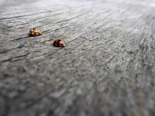 ladybug and cat's paw