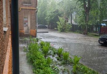 Summer pouring rain in the city. Small courtyard with asphalt way and flowerbed.