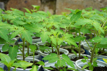 small tomato plants