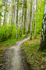 green birch forest