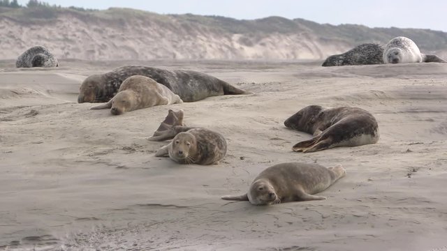 Phoque gris (Halichoerus grypus) en Baie d'Authie &agrave; Berck-sur-mer