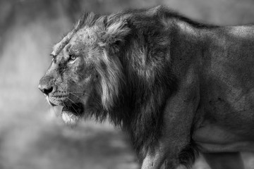 Artistic, black and white photo of asiatic lion male, Panthera leo persica, for fineart prints, close up to photographer with a touch of beautiful nature environment. 