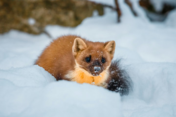 Single weasel sitting at snow field, mustela nivalis