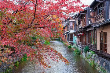 Fototapeta na wymiar 京都　祇園白川の桜紅葉