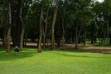 Fototapeta na wymiar Beautiful nature A lawn with trees. 