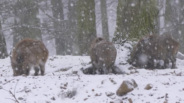 Wild boar (Sus scrofa) in winter forest