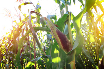 corn field in sunset, corn plantation in Thailand