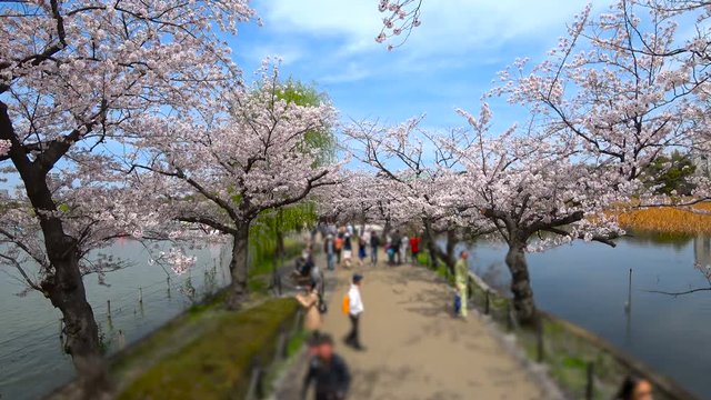 東京　桜　上野公園　満開　　ハイアングル　移動撮影