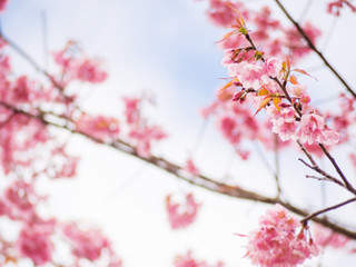 Natural pink Thai cherry blossom flower for background