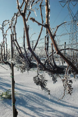 Icy vineyard after a snowfall