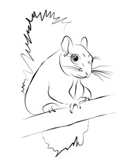 Eichhörnchen Zeichnung