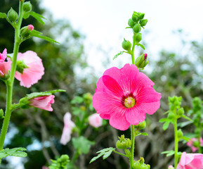 Fototapeta premium Pink flowers