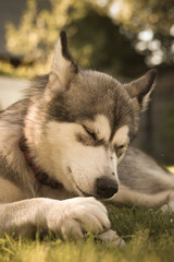 Naklejka na ściany i meble Dog breed alaskan malamute in a garden. Shallow depth of field. Selective focus. Toned