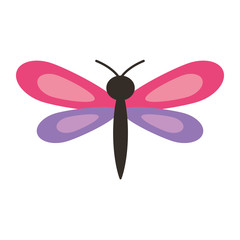 pink and purple dragonfly insect spring season vector illustration