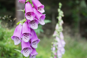 digitalis purpurea flower in the nature
