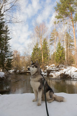 Dog breed alaskan malamute in a snowy forest