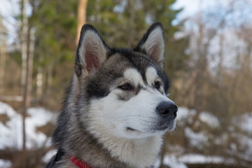 Dog breed alaskan malamute in a snowy forest
