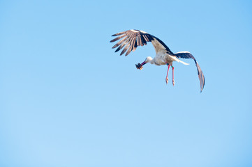 Stork flying