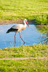 Stork in a meadow
