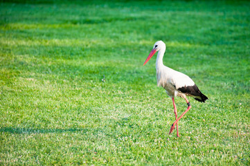 Stork in a meadow