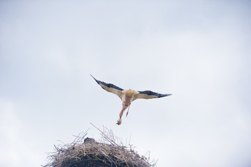 flying stork