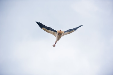 Stork flying