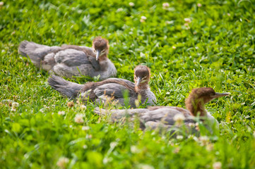 Wild ducklings in nature