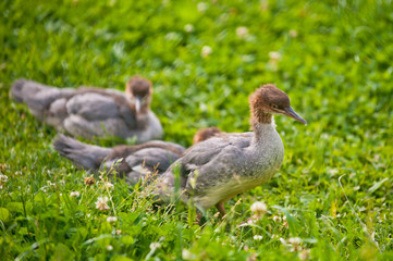 Wild ducklings