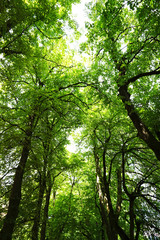 Fototapeta na wymiar green leafy forest