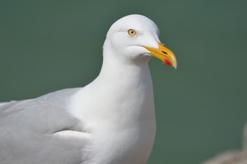 Herring gull (Portrait de goéland argenté)