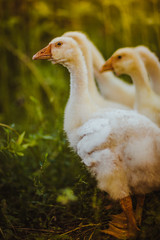Five young goose together sit in the grass
