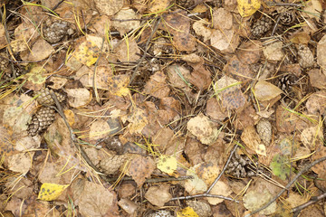 Cone pine on the ground with fall leaves and grass .