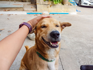 man hand touch on the dog's head