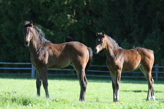 zwei fohlen koppel two foals