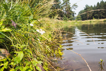Grass and lake a nice summer