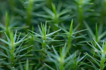 Sternmoos seitlich, Makro