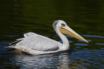 Pink-backed pelican (Pelecanus rufescens)