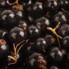 Surface coated with black currant